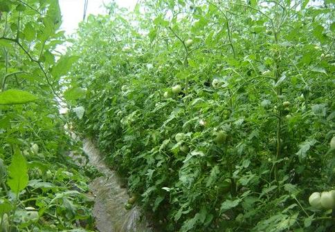 tomato