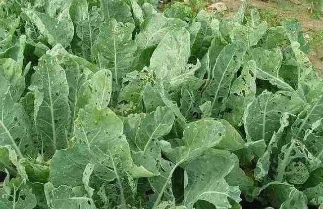 chlorfenapyr chlorfenapyr