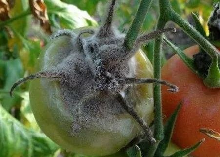 Gray mold disease Gray mold disease