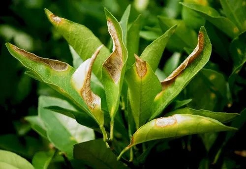 Anthracnose Anthracnose